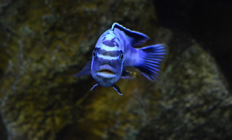 Maylandia sp. 'msobo' Magunga